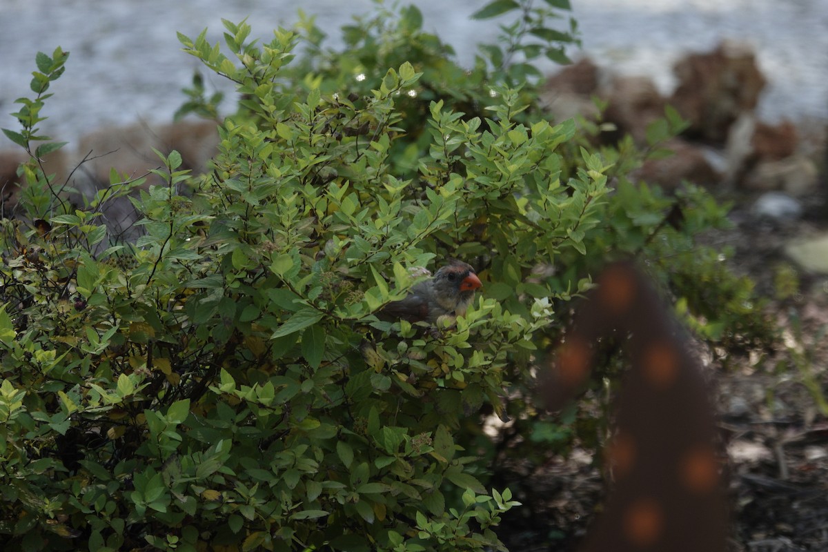 Northern Cardinal - ML642090545
