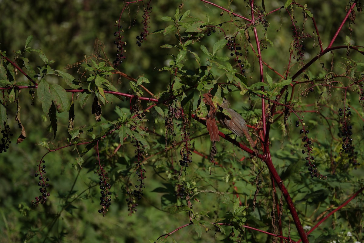 Northern Cardinal - ML642090546
