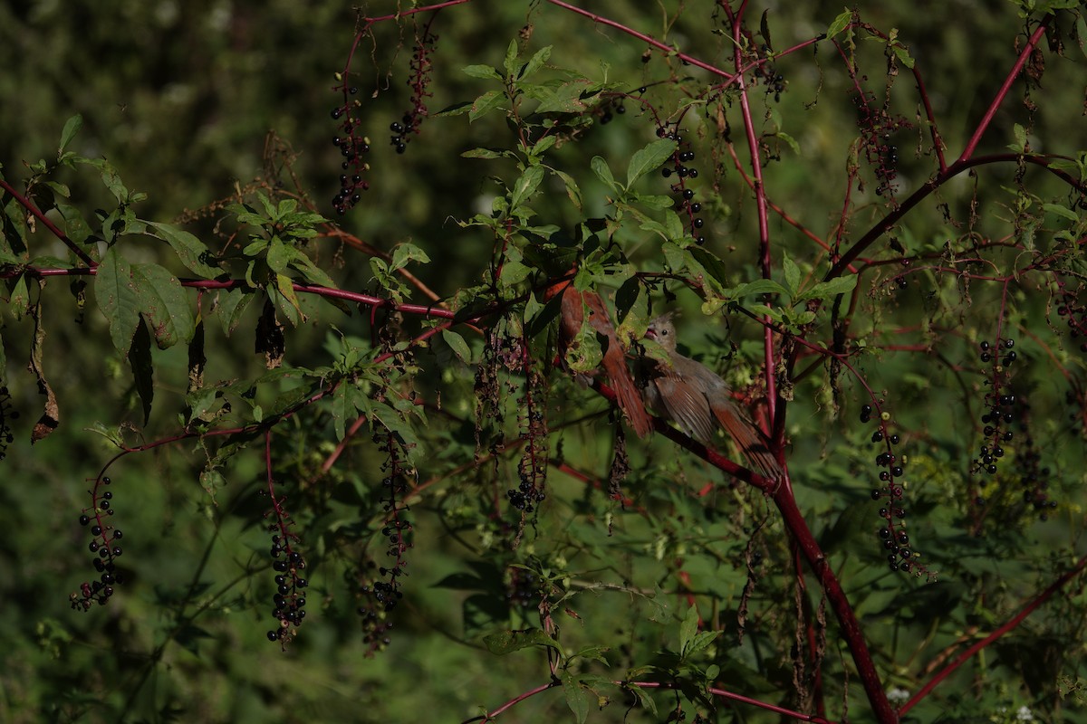Northern Cardinal - ML642090547