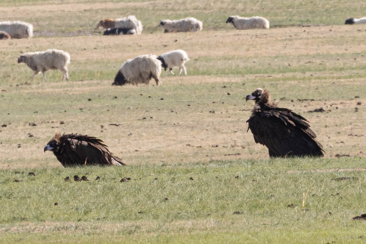 Cinereous Vulture - ML642090548