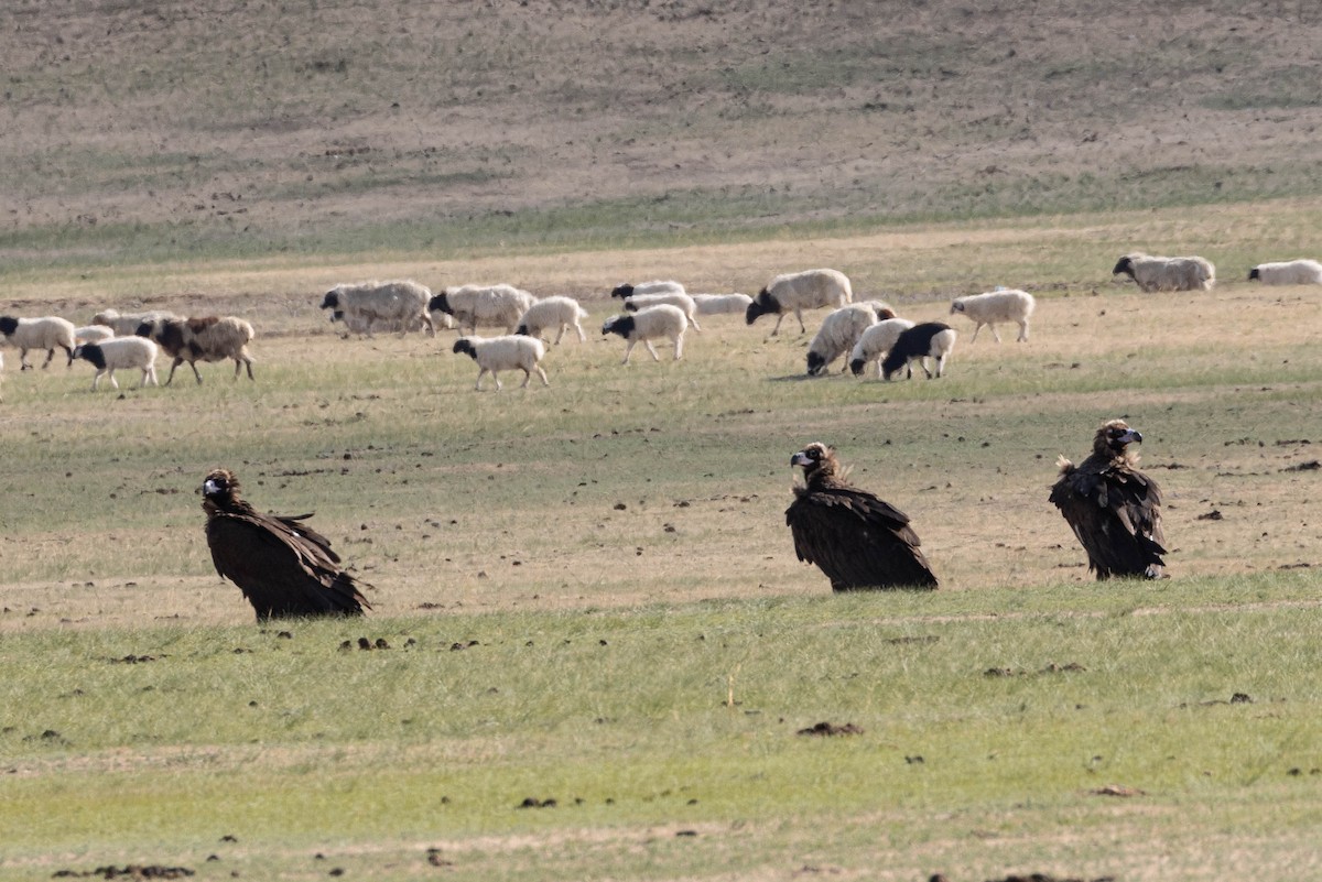 Cinereous Vulture - ML642090550