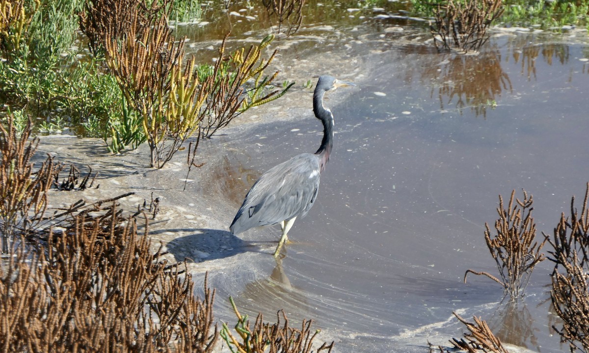 Tricolored Heron - ML642090552