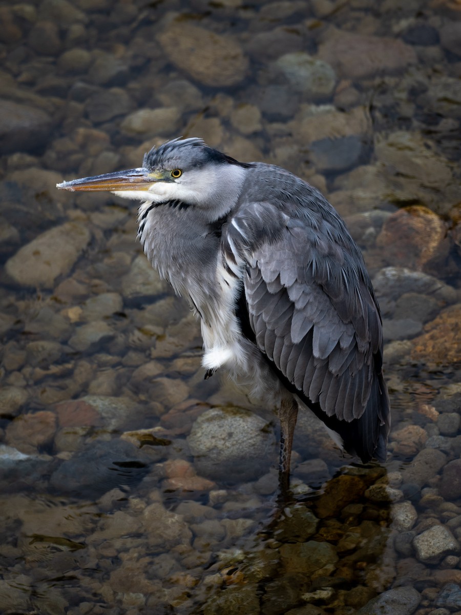 Gray Heron - ML642090562