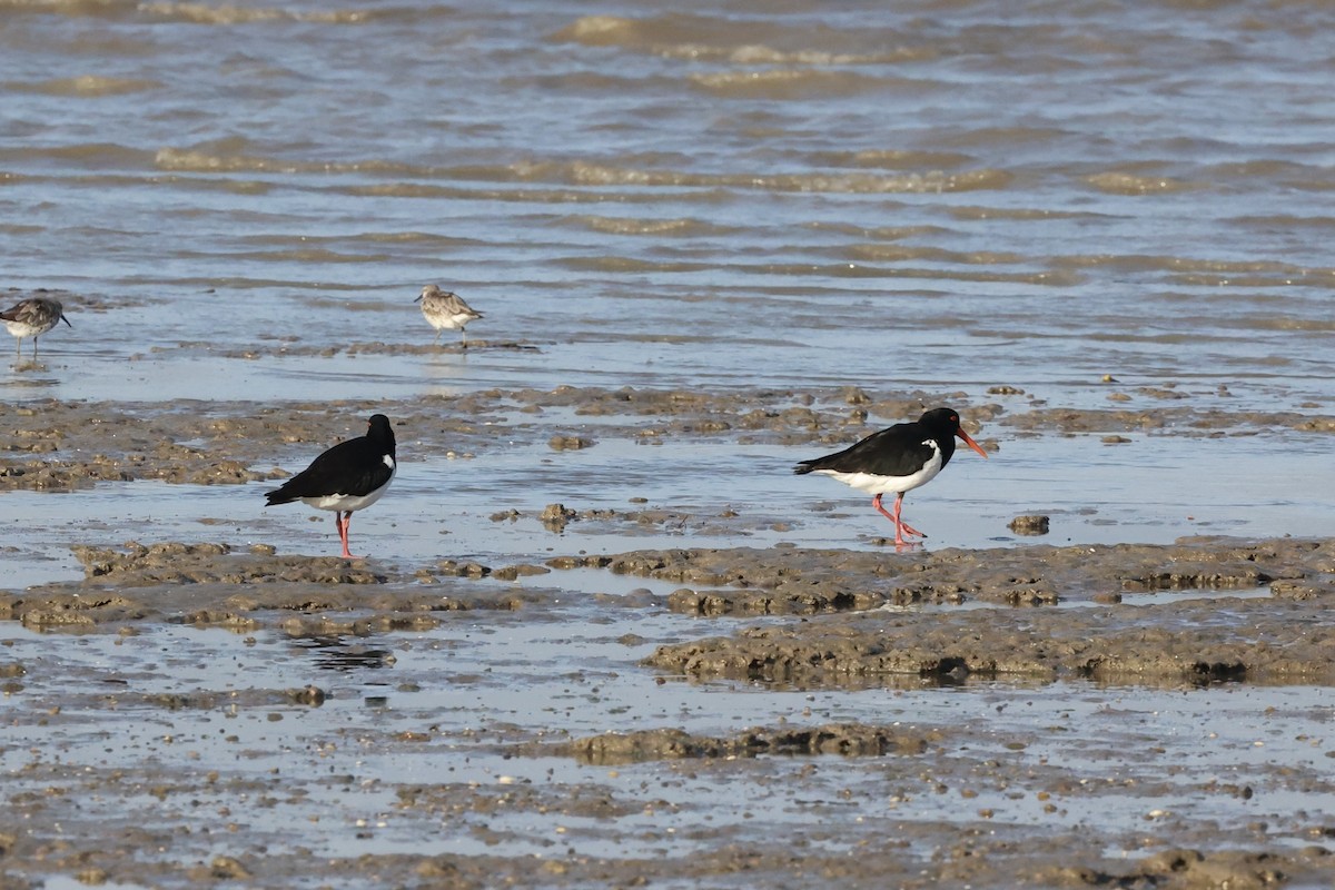 Pied Oystercatcher - ML642090565
