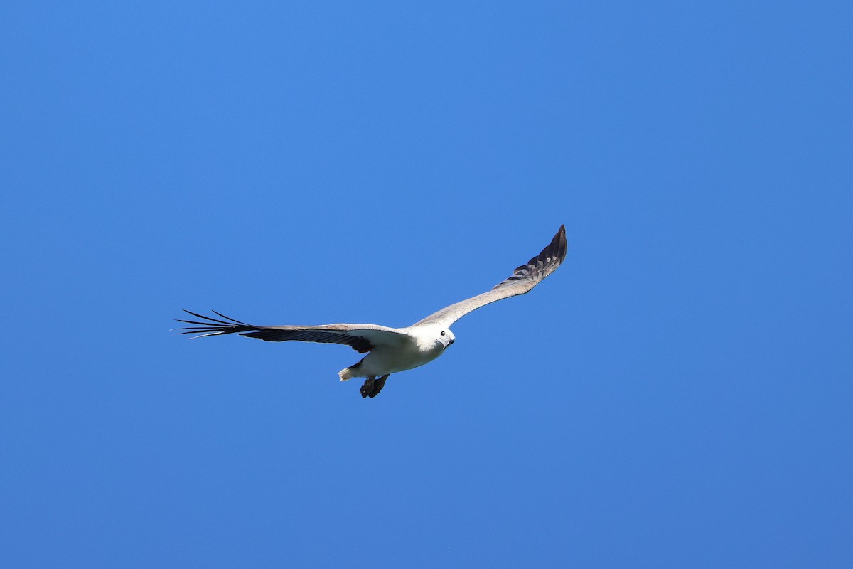 White-bellied Sea-Eagle - ML642090572