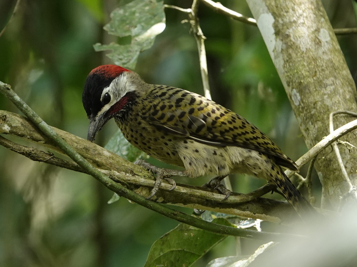 Spot-breasted Woodpecker - ML642090583