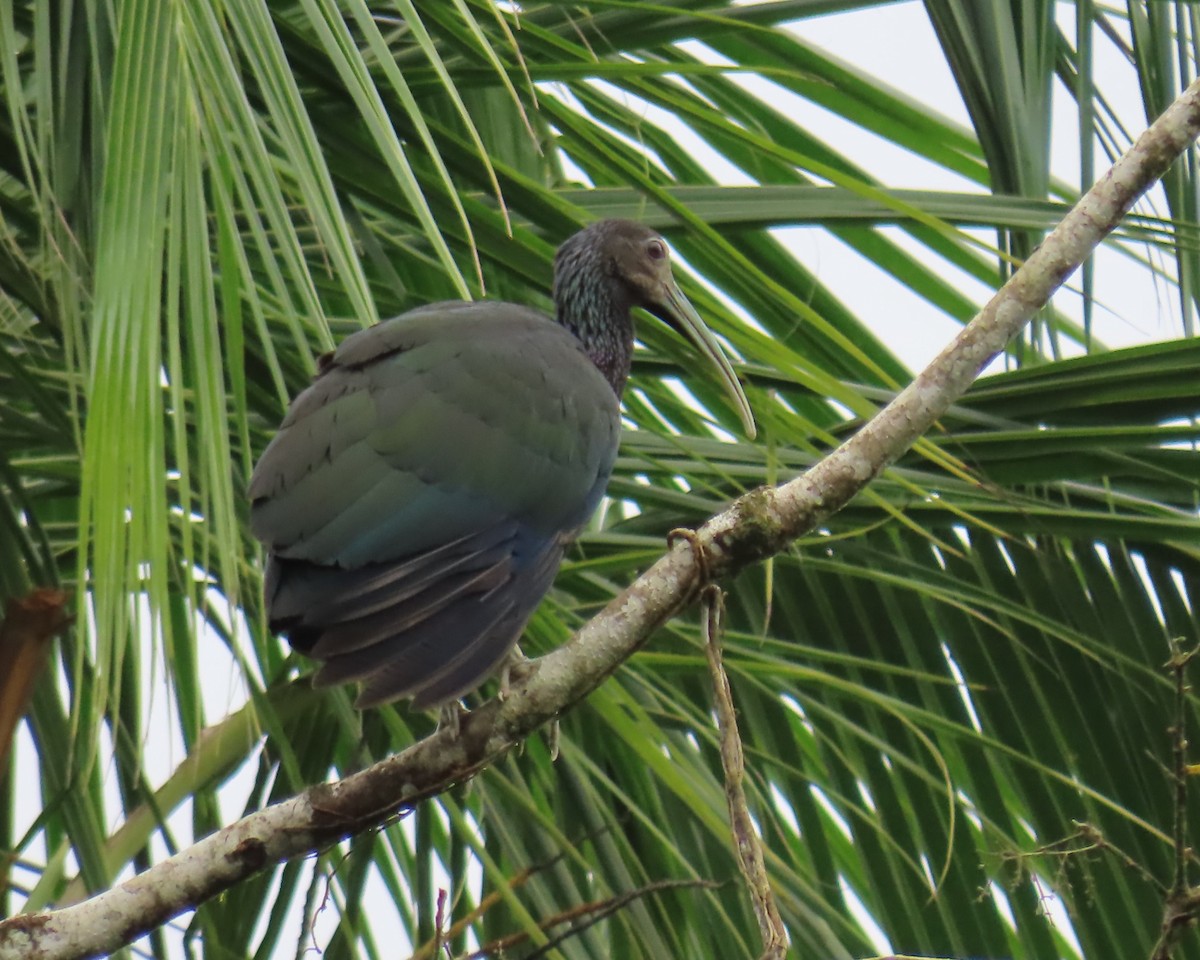 Green Ibis - ML642090589