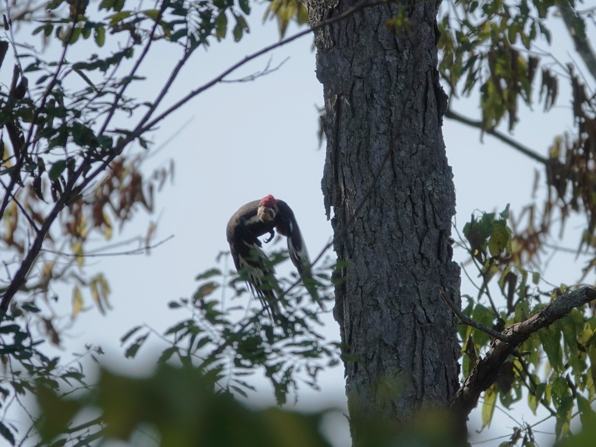 Pileated Woodpecker - ML642090598