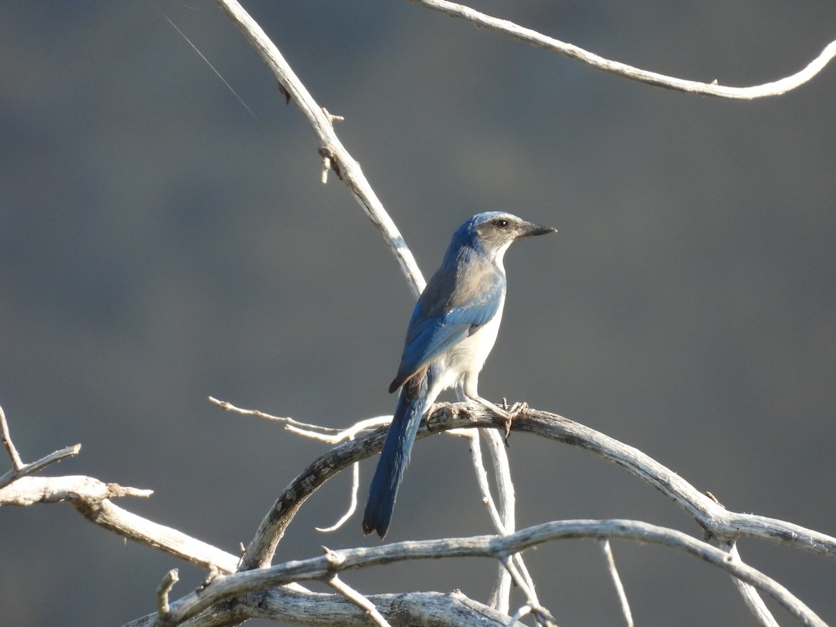 California Scrub-Jay - ML642090604