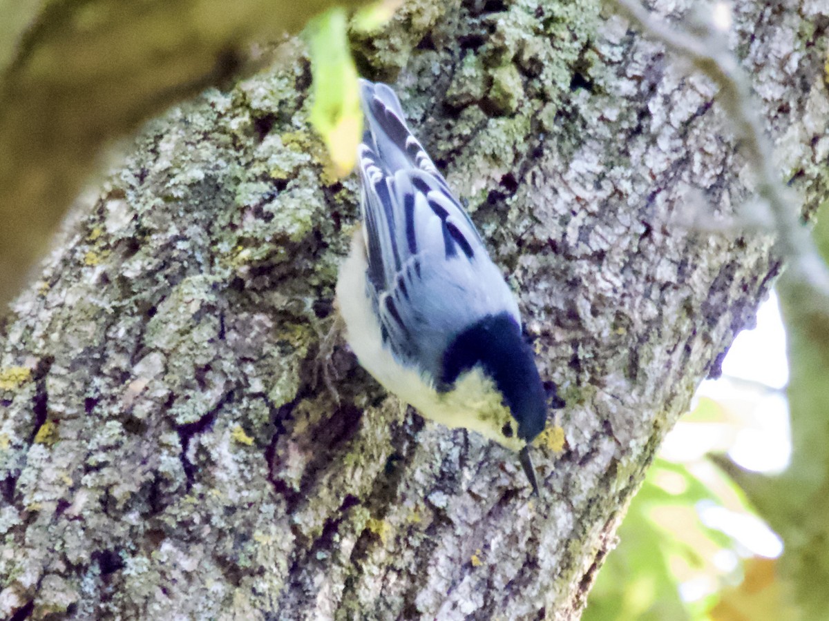 White-breasted Nuthatch - ML642090605