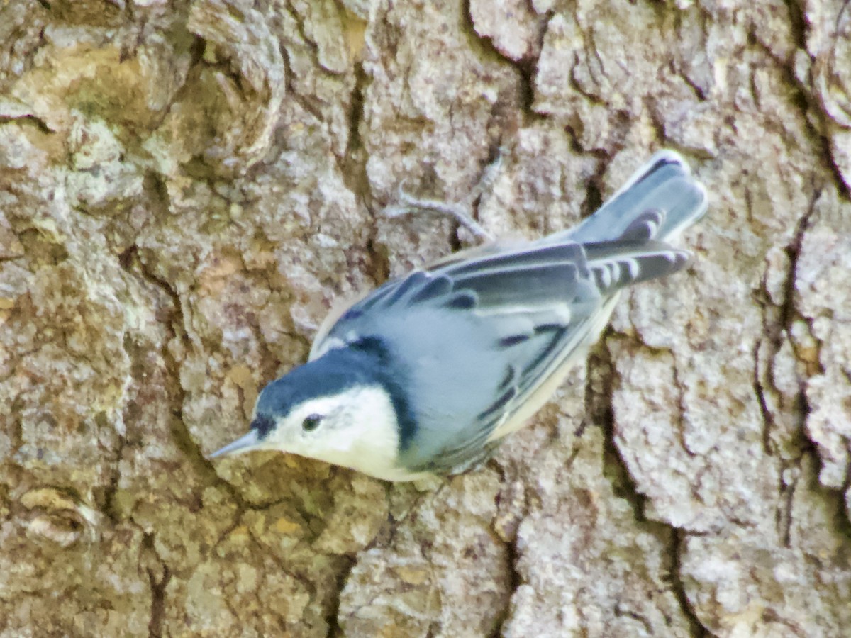White-breasted Nuthatch - ML642090606