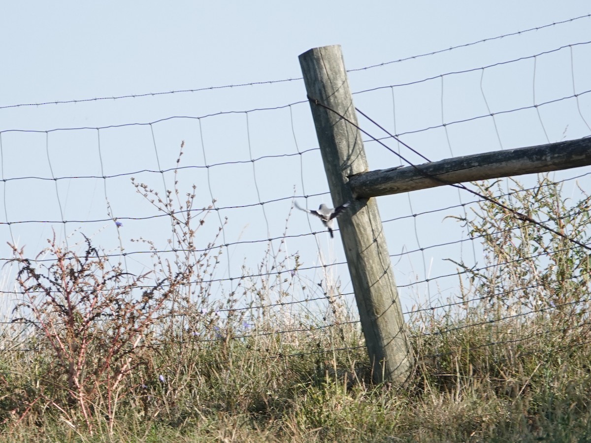 Loggerhead Shrike - ML642090609