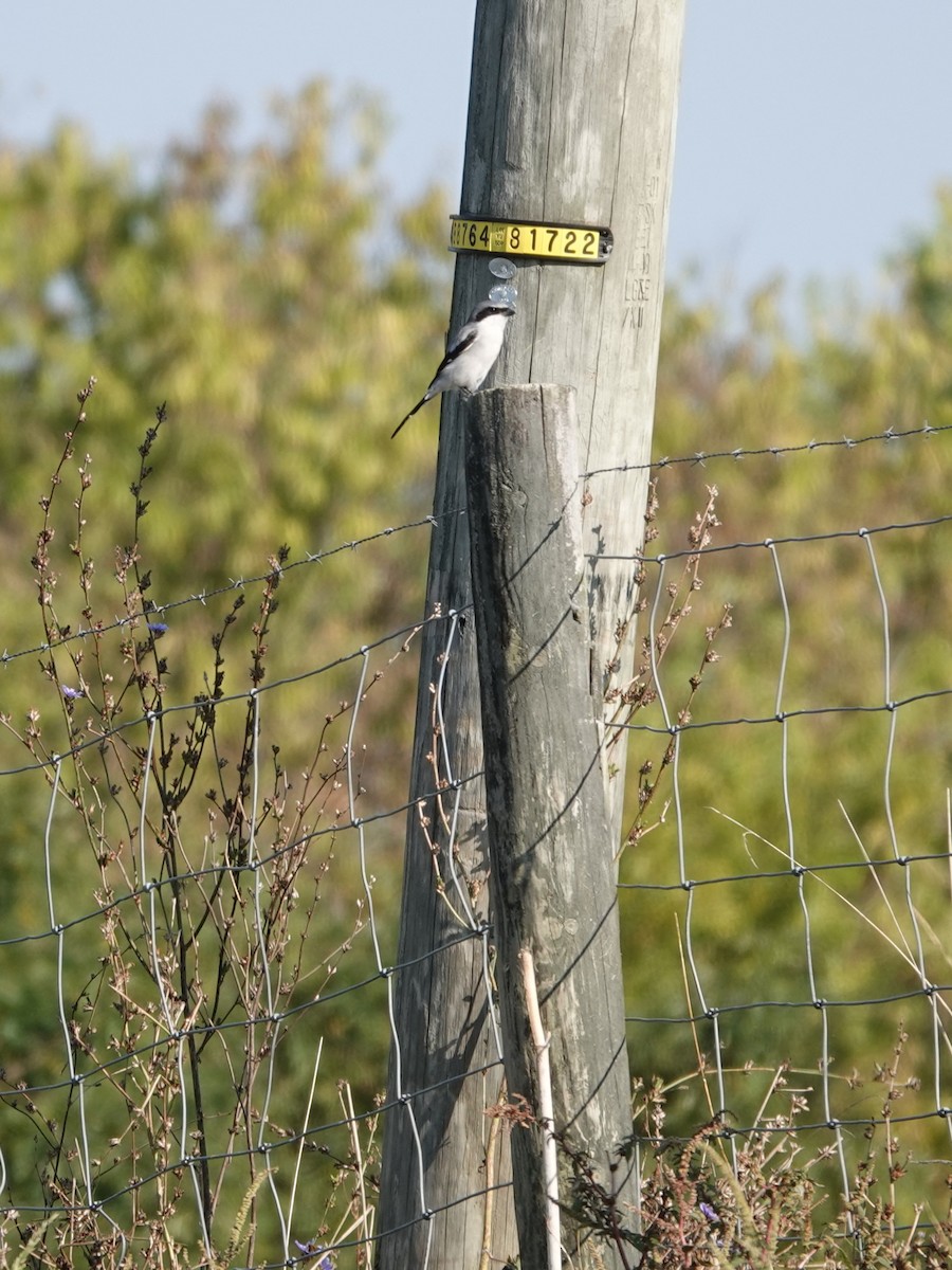 Loggerhead Shrike - ML642090614
