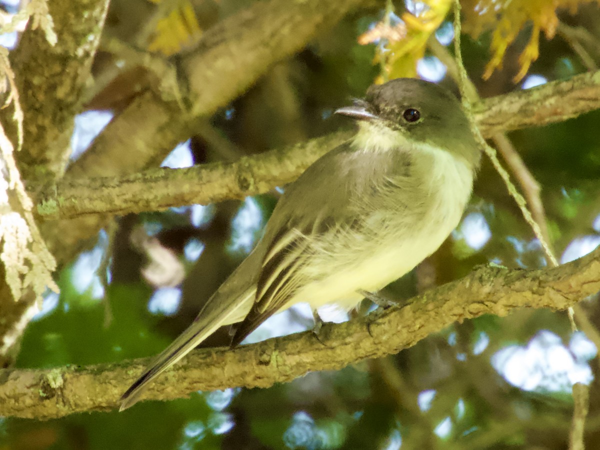 Eastern Phoebe - ML642090626