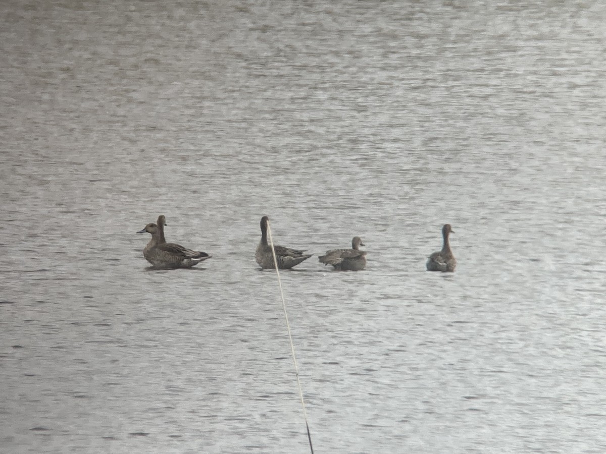 Northern Pintail - ML642090630