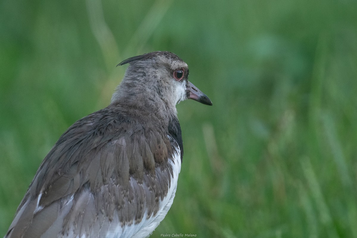 Southern Lapwing - ML642090631