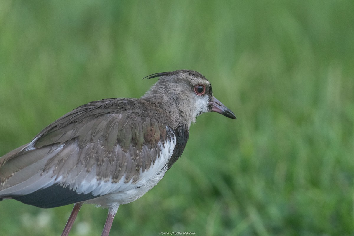 Southern Lapwing - ML642090632