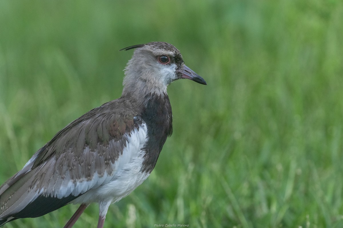 Southern Lapwing - ML642090633