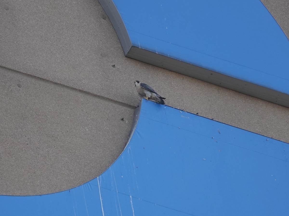 Peregrine Falcon - ML642090634