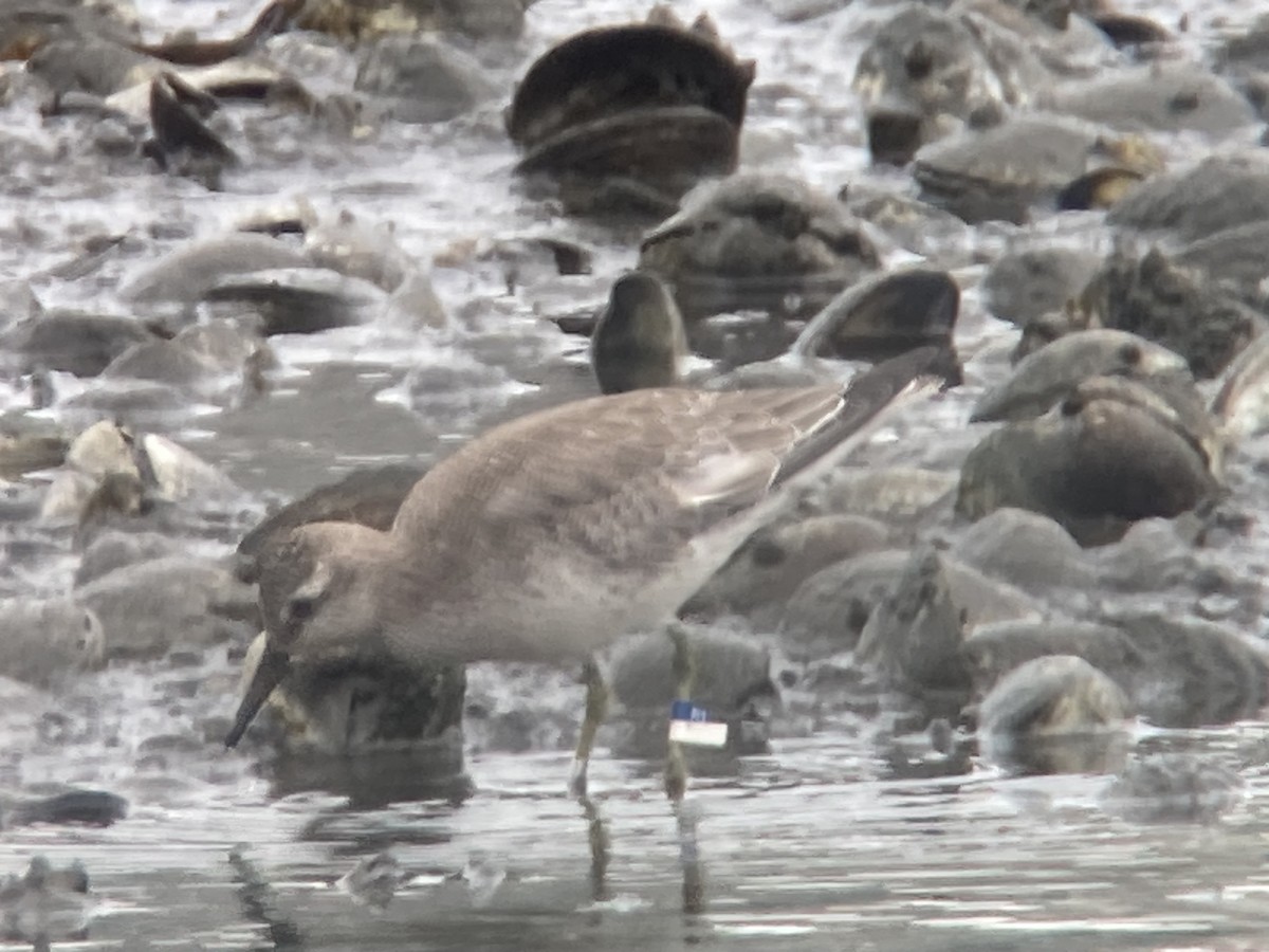 Red Knot - ML642090636