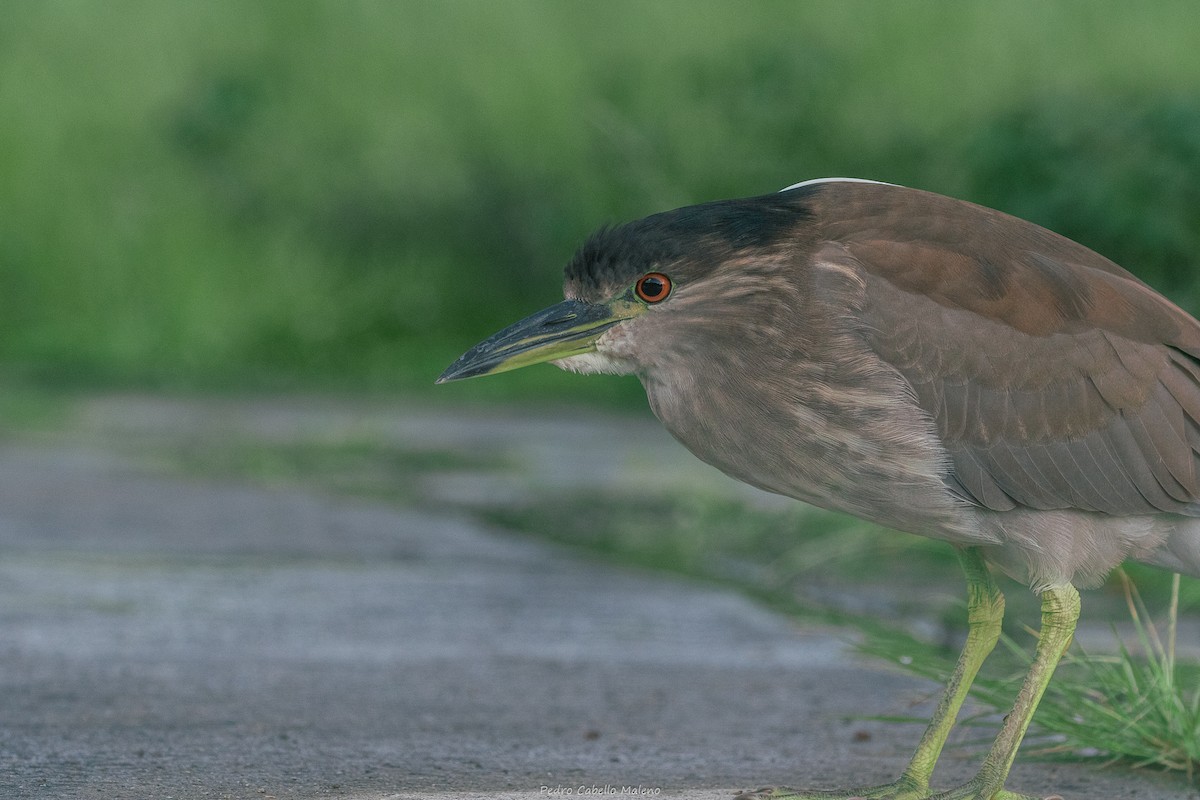 Black-crowned Night Heron - ML642090641