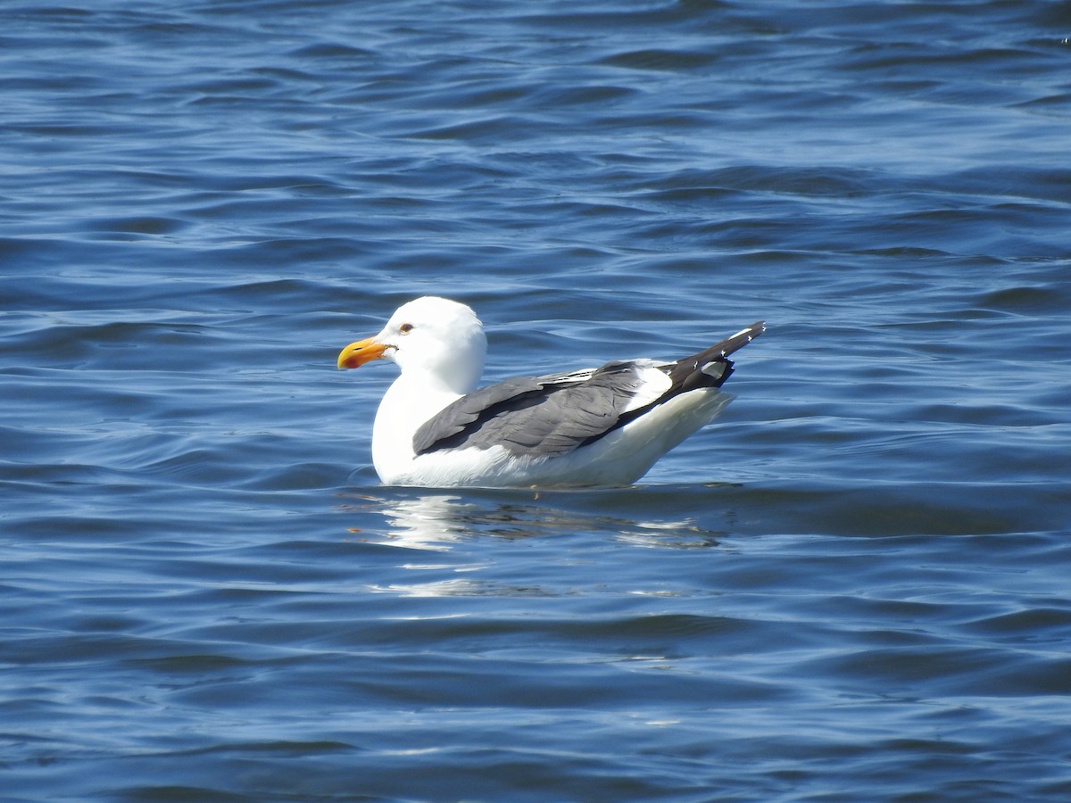 Goéland d'Audubon - ML642090647