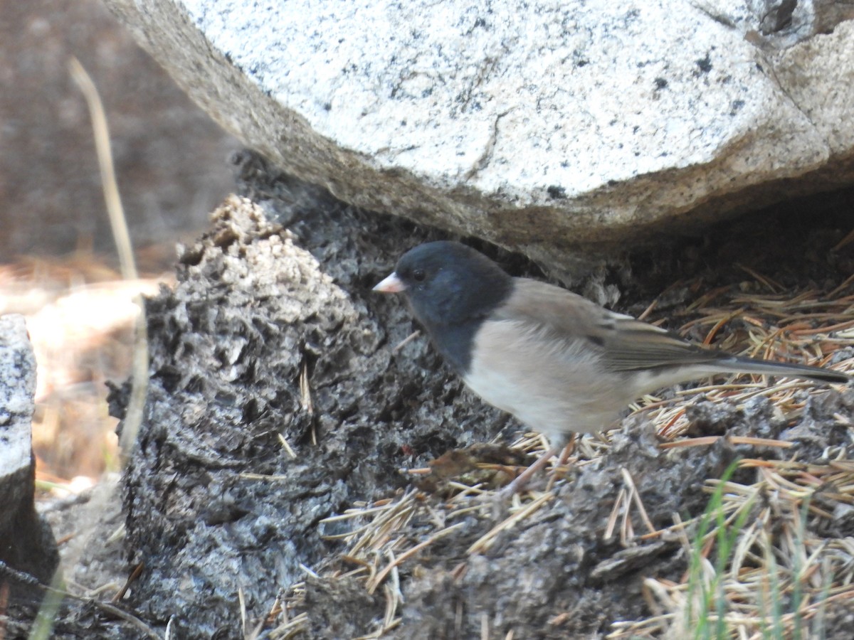 Junco ardoisé - ML642090648