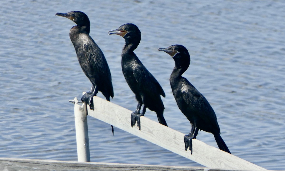 Cormoran vigua - ML642090660