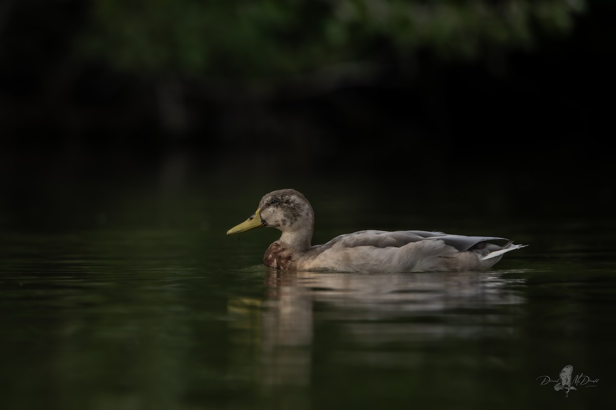 Canard colvert - ML642090662