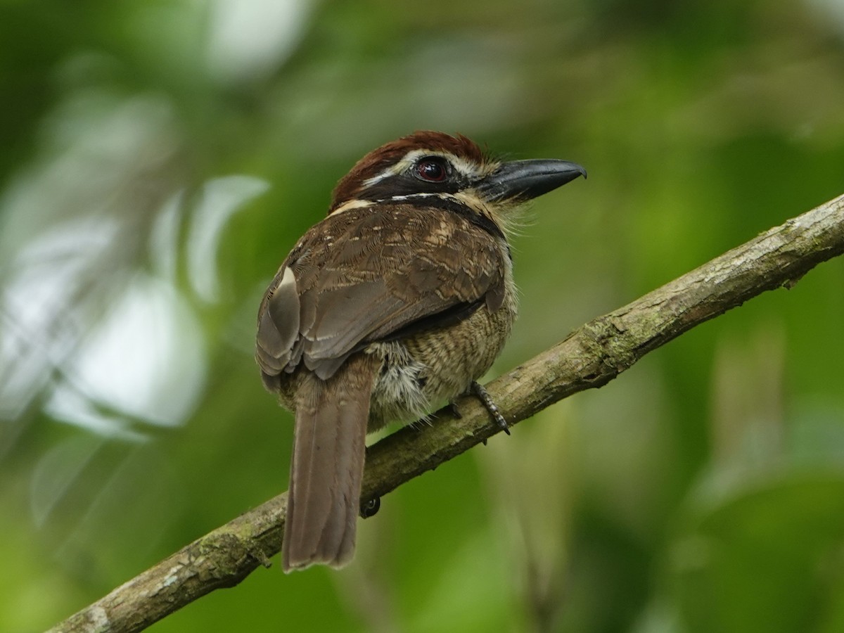 Tamatia macrodactyle - ML642090663