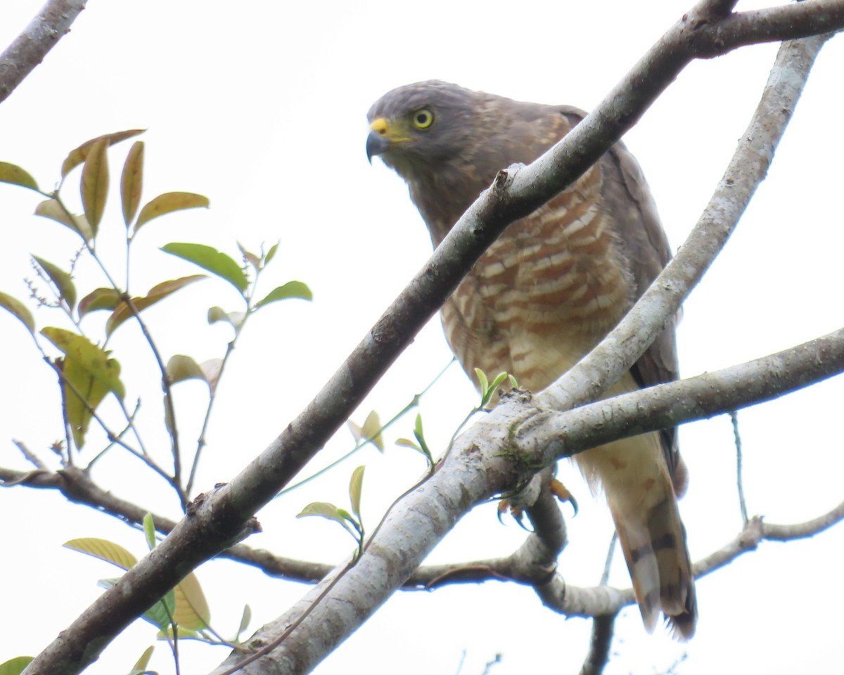 Buse à gros bec - ML642090671