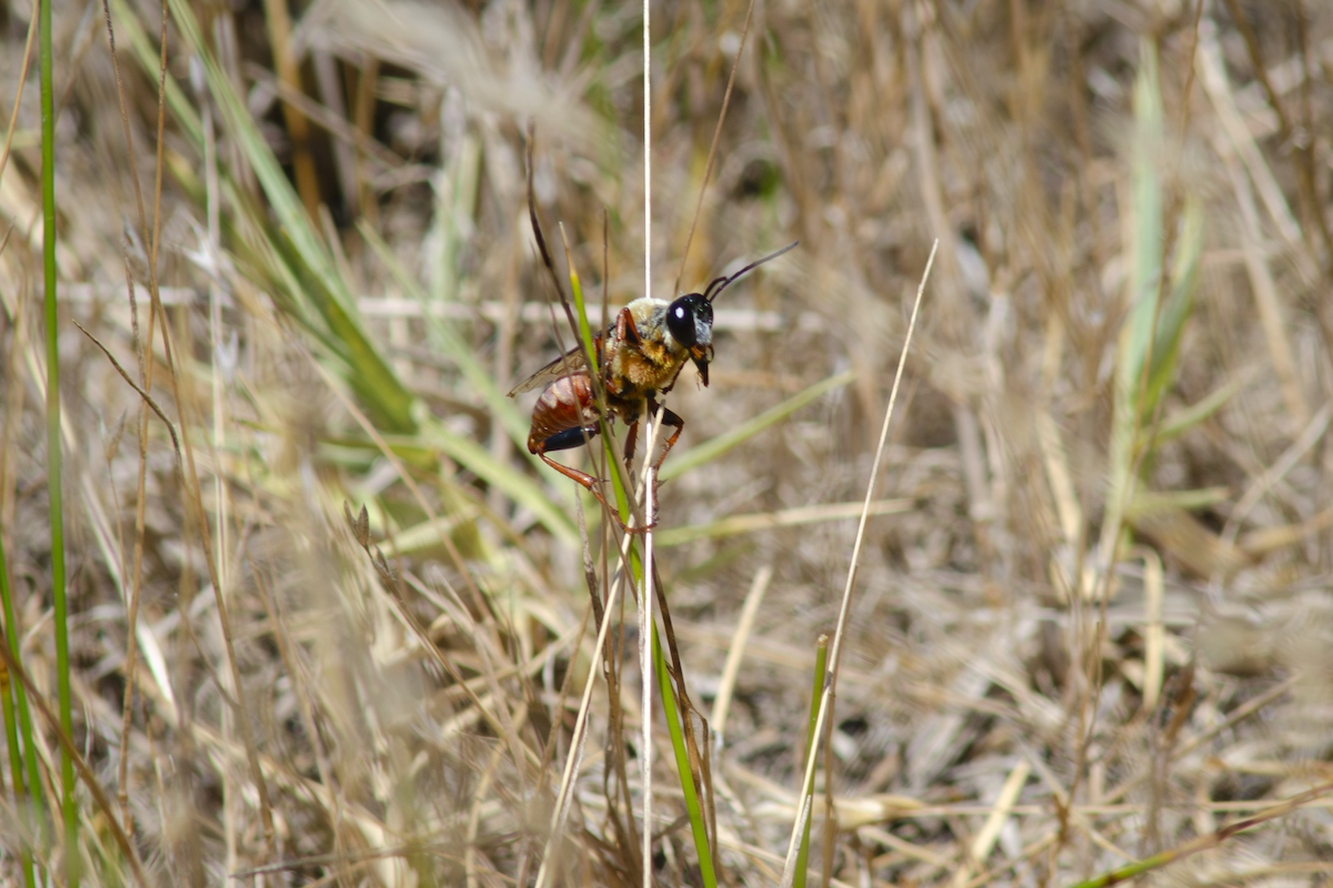 Insects - ML642090683