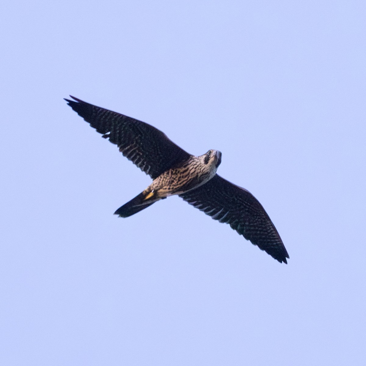 Peregrine Falcon - ML642090697