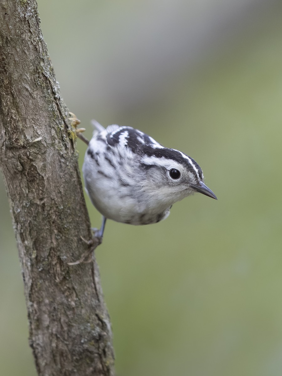 Black-and-white Warbler - ML642090701