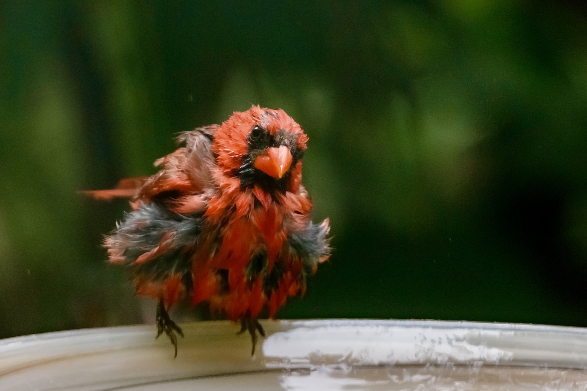 Northern Cardinal - ML642090705