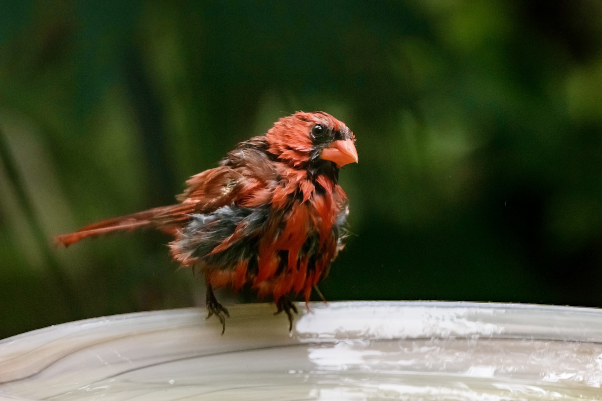 Northern Cardinal - ML642090706