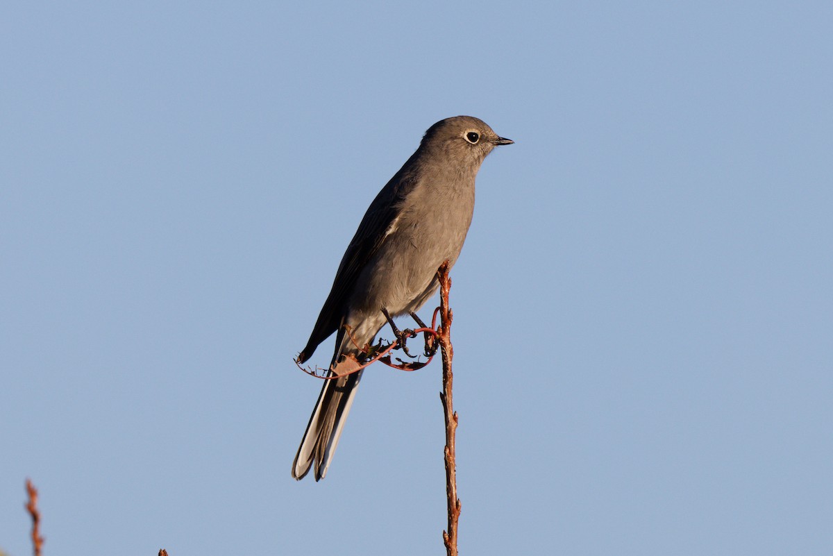 Townsend's Solitaire - ML642090707