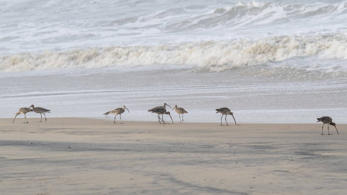 Eurasian Curlew - ML642090708