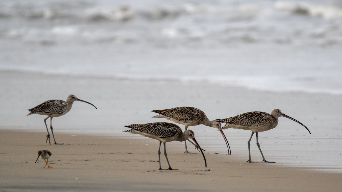 Eurasian Curlew - ML642090709