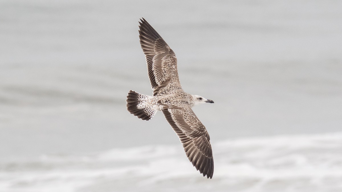 Lesser Black-backed Gull (Heuglin's) - ML642090732