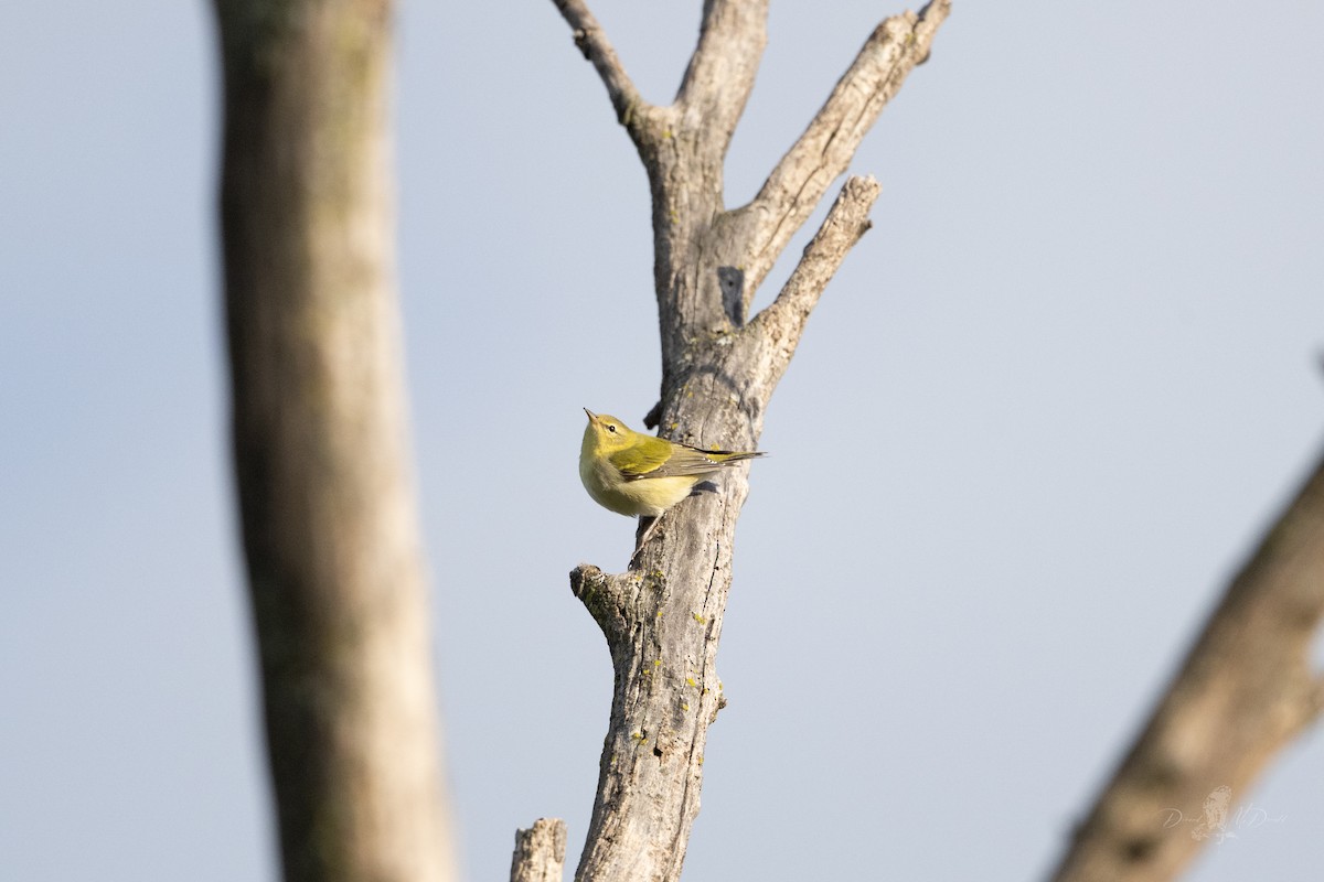 Tennessee Warbler - ML642090742