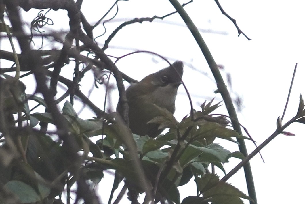 Whiskered Yuhina - ML642090745