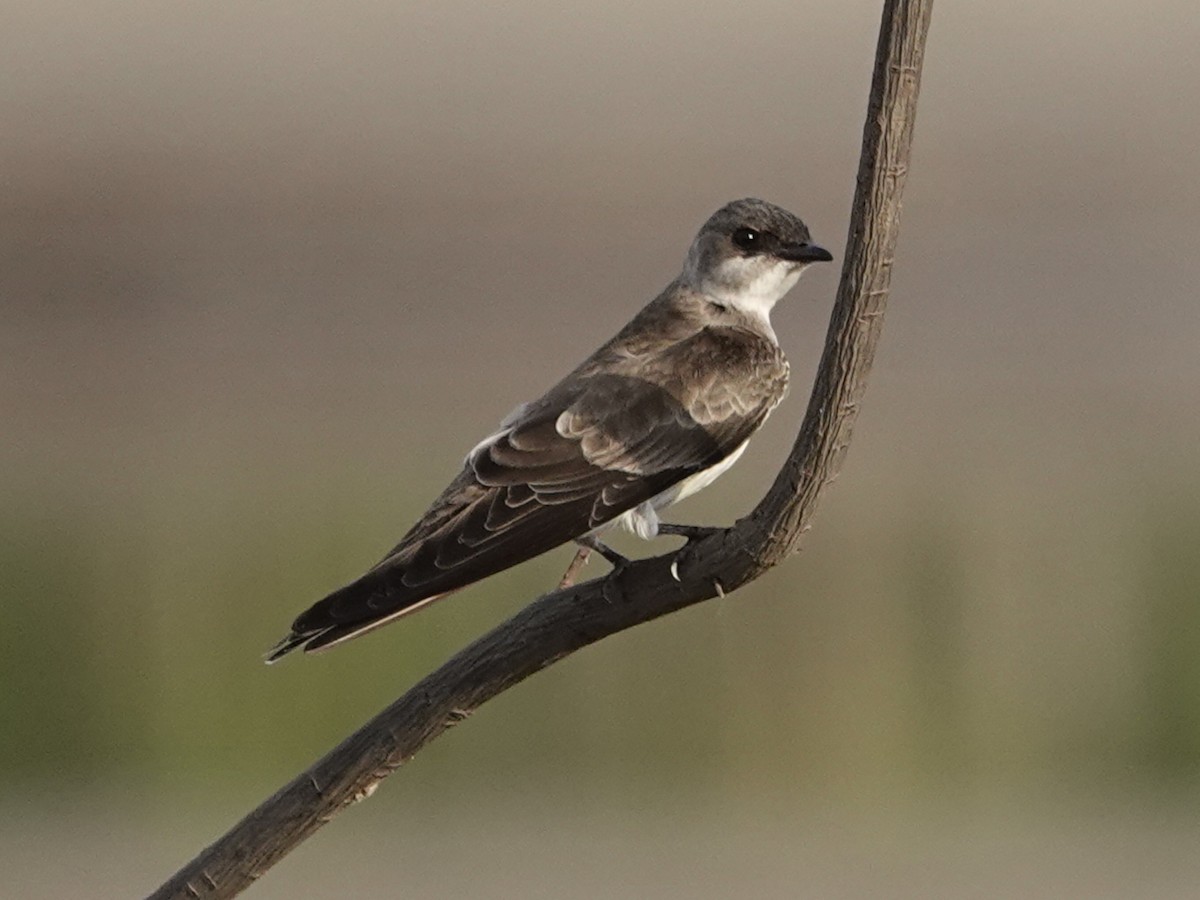 Brown-chested Martin - ML642090746