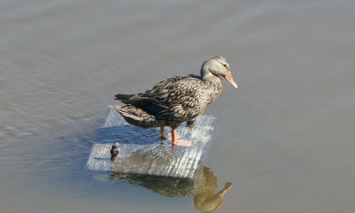 Mottled Duck - ML642090748