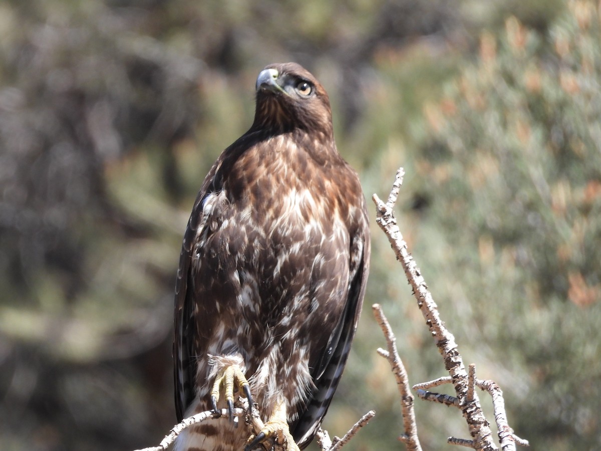Red-tailed Hawk - ML642090753