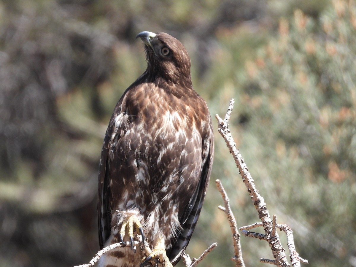 Red-tailed Hawk - ML642090754