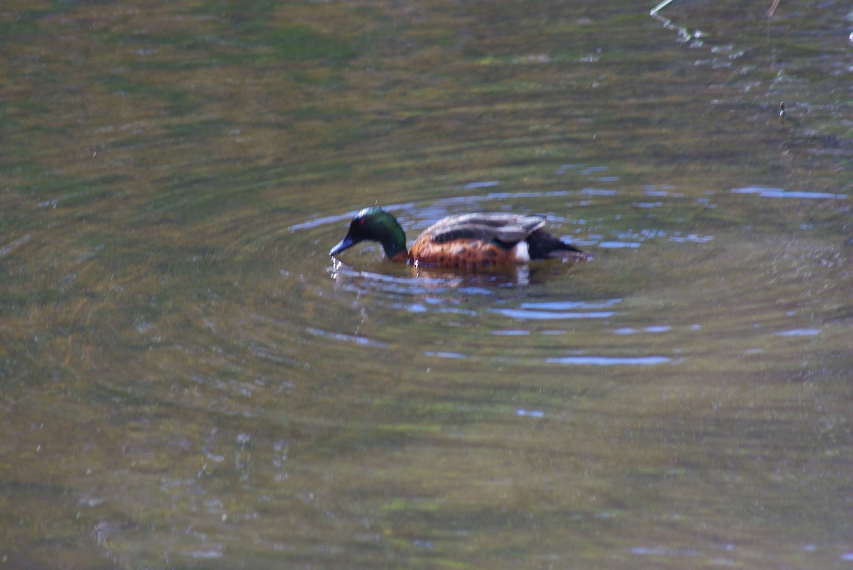Chestnut Teal - ML642090758
