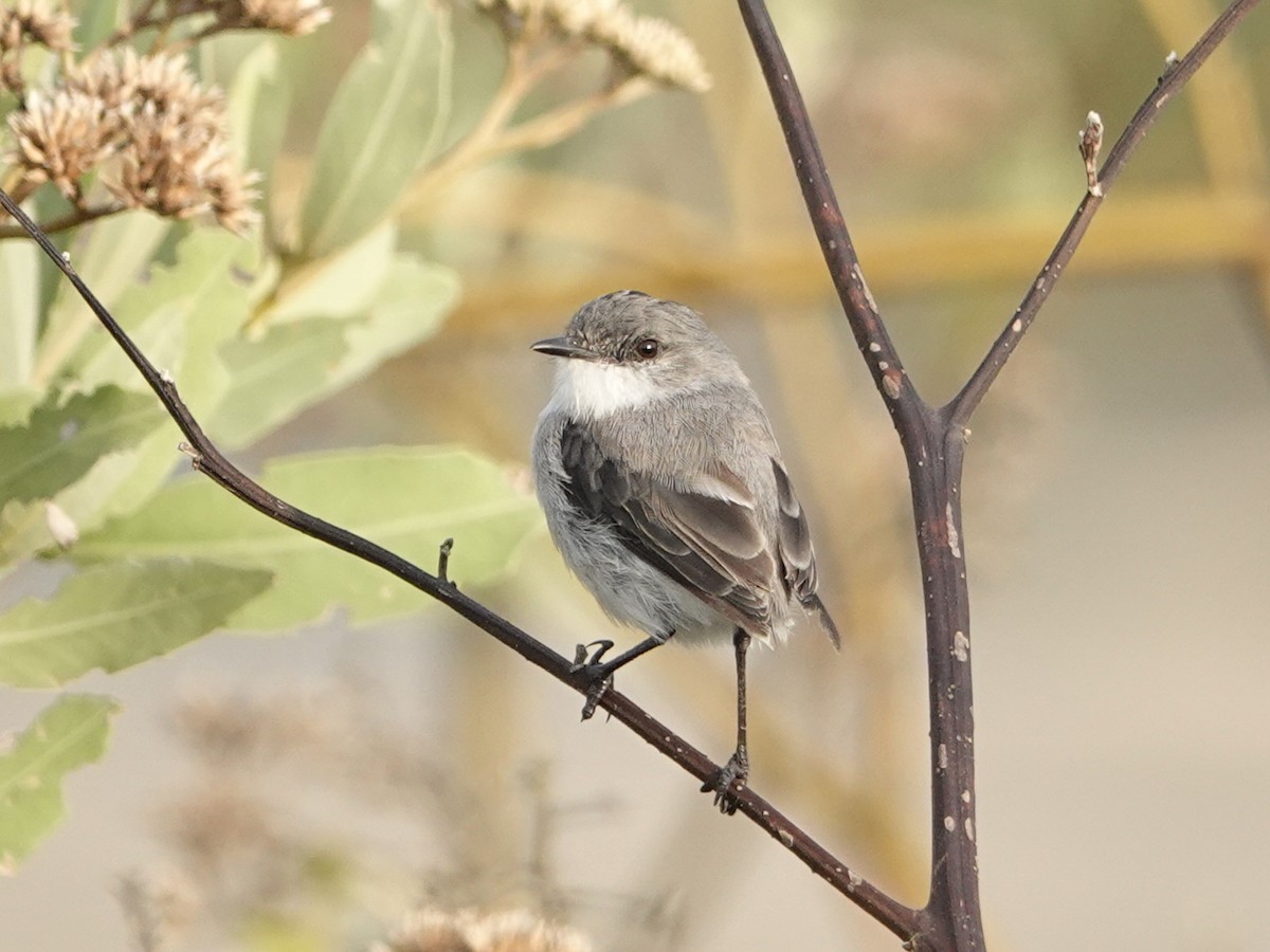 River Tyrannulet - ML642090767