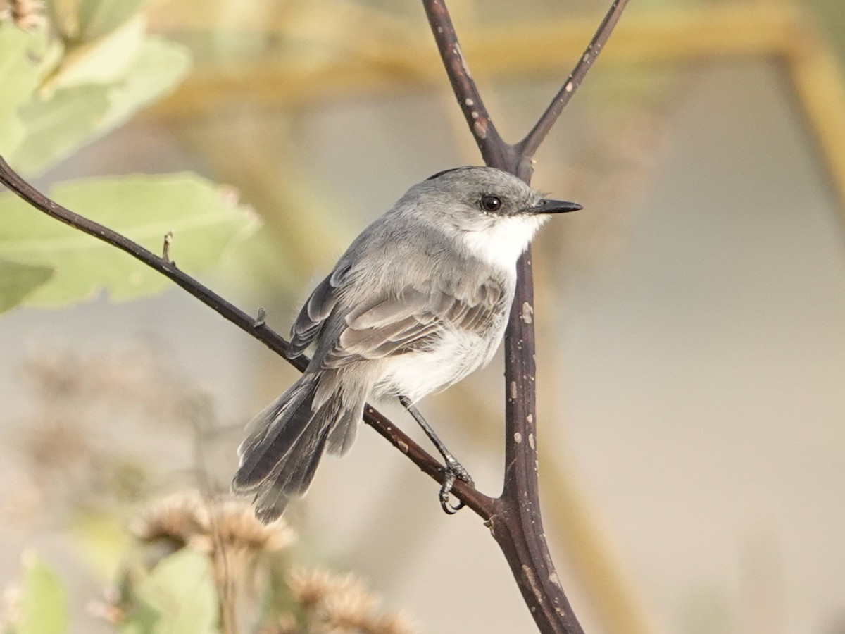 River Tyrannulet - ML642090768