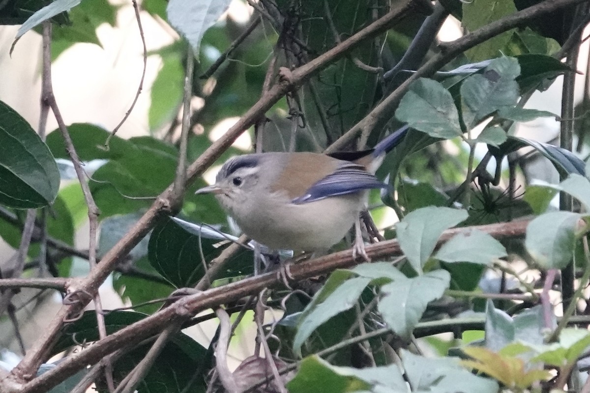 Blue-winged Minla - ML642090772